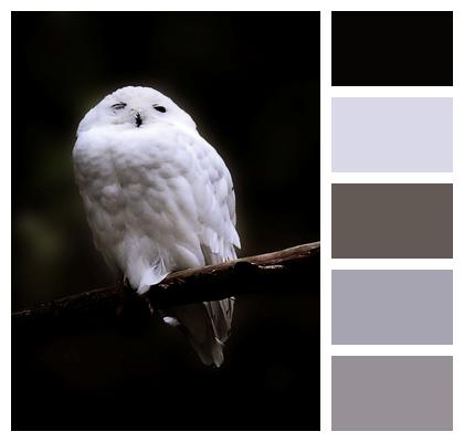 Snowy Owl Owl White Owl Image